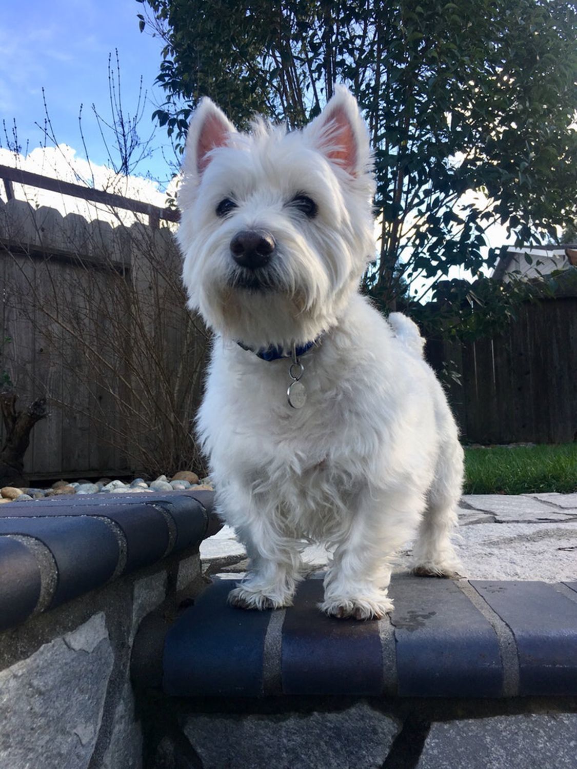 Pic of the Litter: Spike
